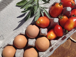 Fresh eggs & toms from my awesome friend Caroline